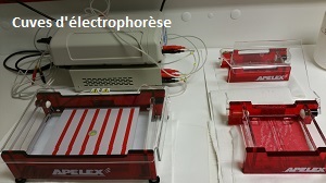 Cuves électrophorèse