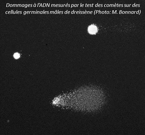 Test Comètes Dreissène