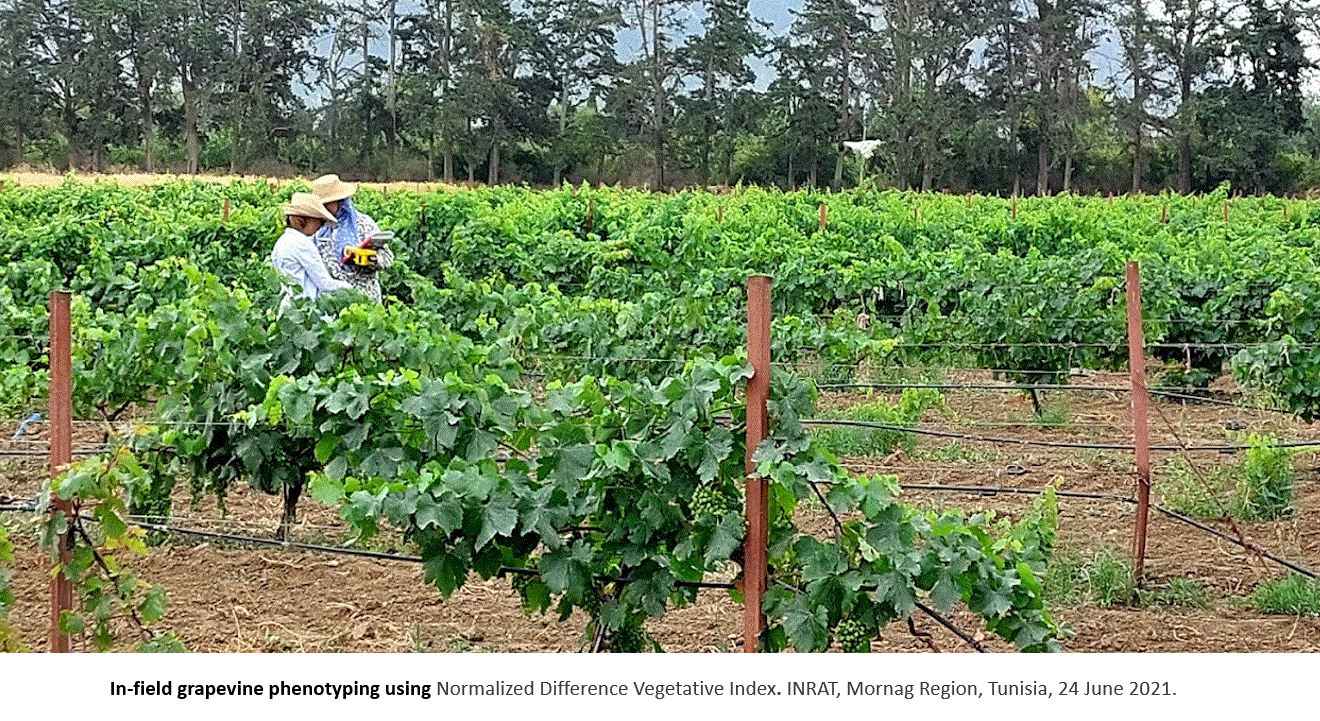 In-field grapevine phenotyping - INRAT