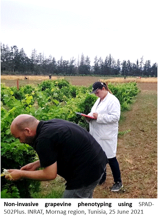 In-field grapevine phenotyping - INRAT