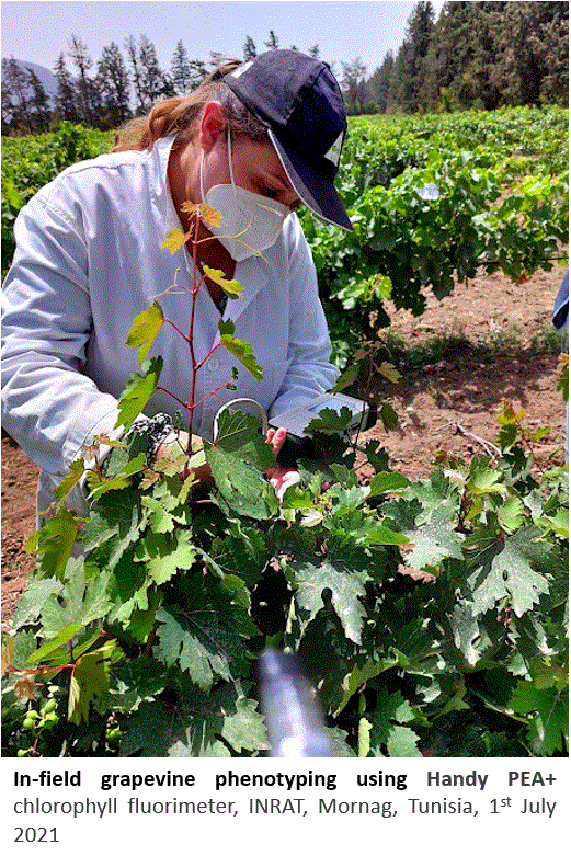 In-field grapevine phenotyping - INRAT