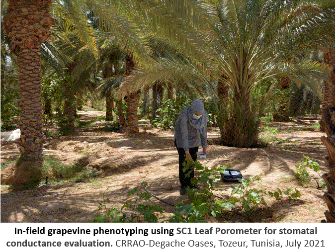 In-field grapevine phenotyping - INRAT 