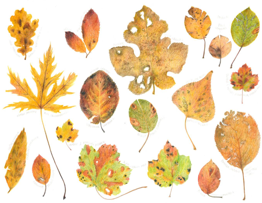 Dessin de plusieurs feuilles d'arbres Dessin de plusieurs feuilles d'arbres