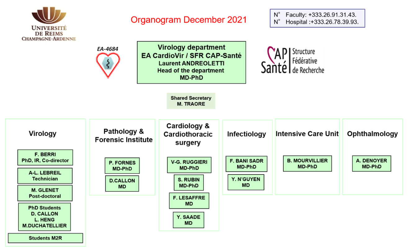 Organogram CardioVir