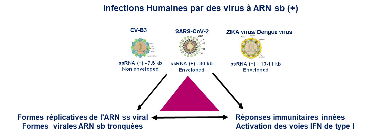 Stratégie scientifique globale de CardioVir (UMR-S 1320) 2024-2029