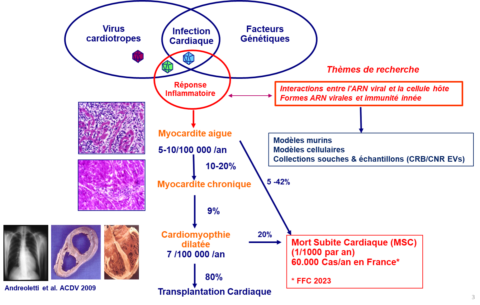 Infections cardiovasculaires virales et réponse inflammatoire chez l'homme