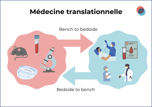 Recherche translationnelle URCA-CHU avec l'équipe CardioVir UMR-S 1320