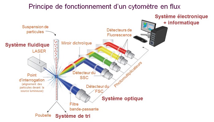 Principe du fonctionnement d'un cytométre en flux