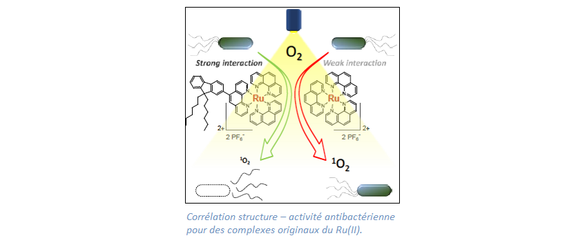 Corrélation structure – activité antibactérienne pour des complexes originaux du