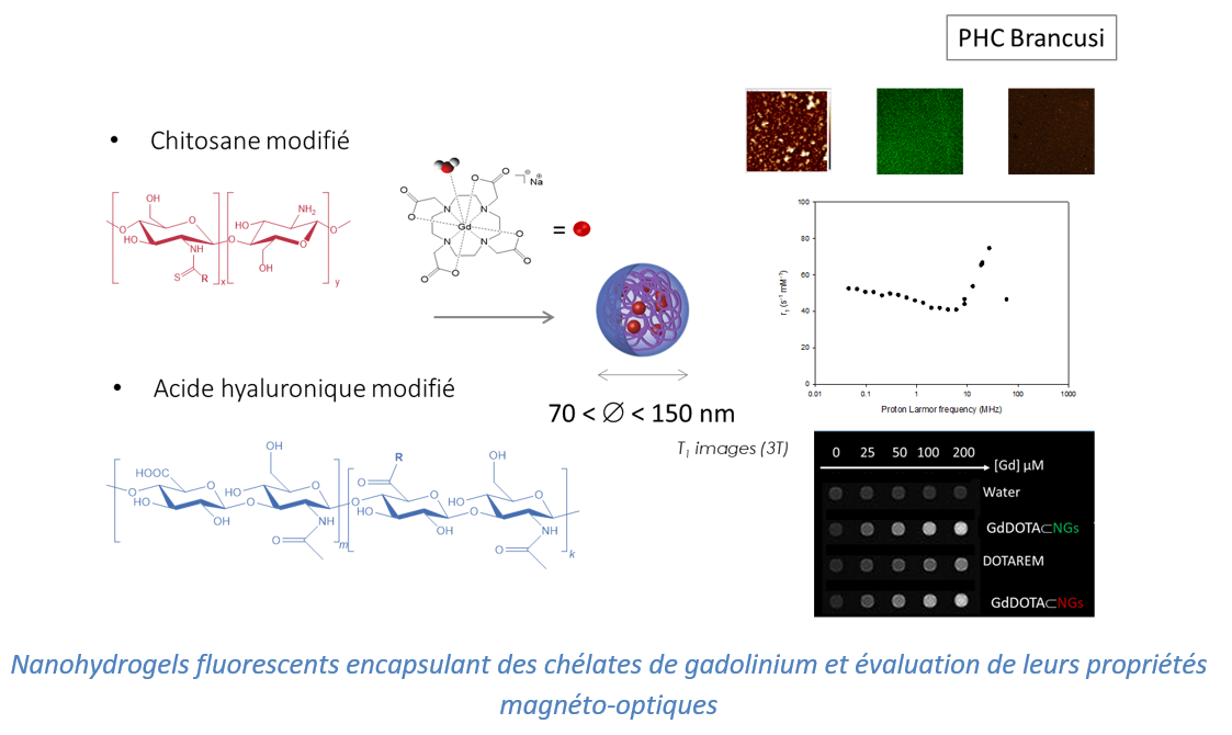 Nanohydrogels fluorescents encapsulant des chélates de gadolinium 