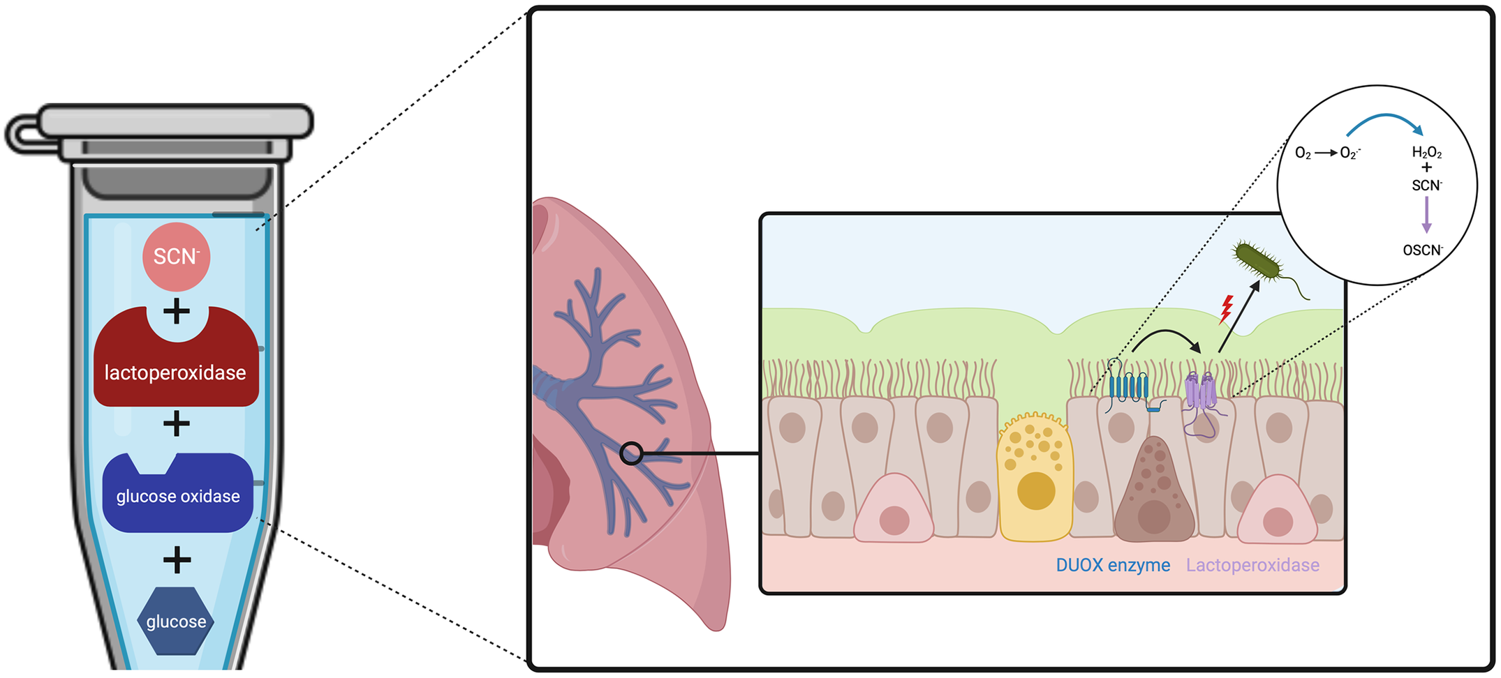 Graphical Abstract