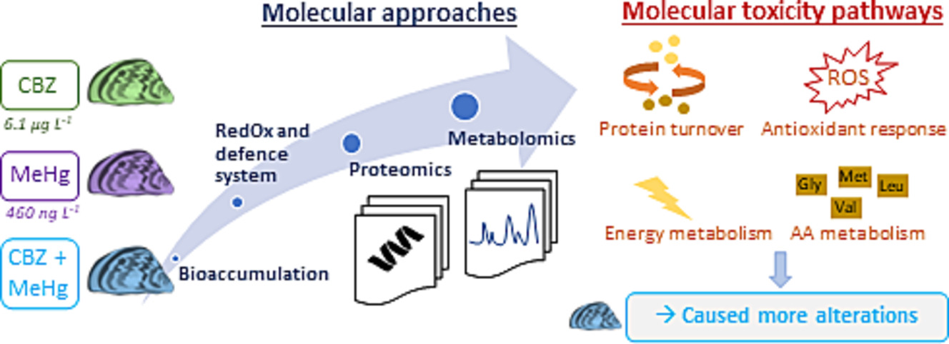 Graphical Abstract