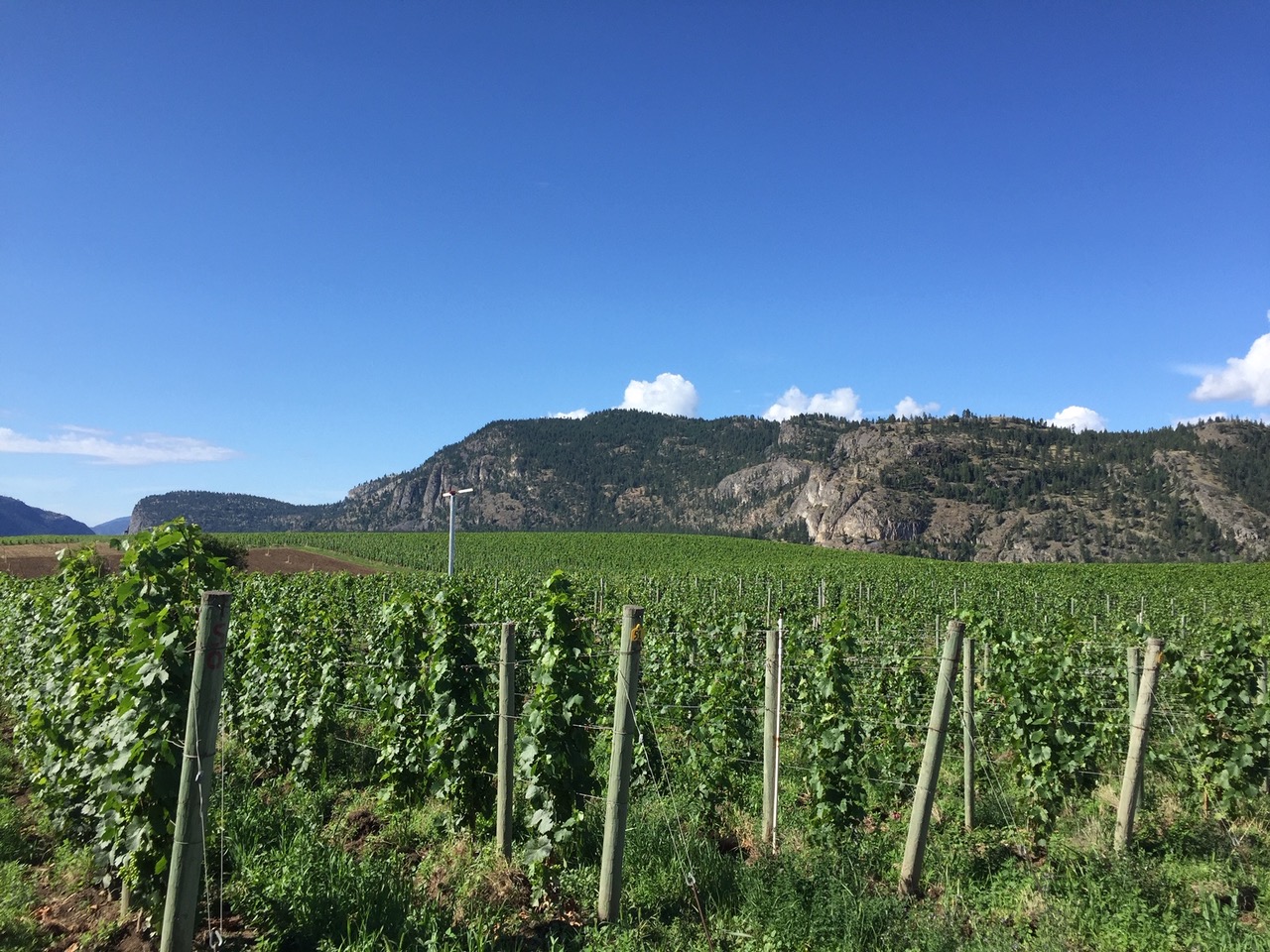 vignoble canadien