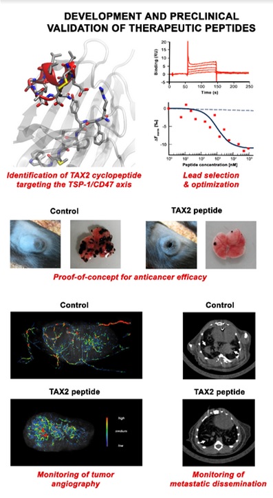 Development and preclinical validation of TAX2 peptide