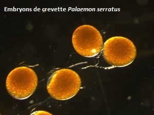 Embryons crevette