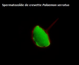 Spermatozoïde crevette