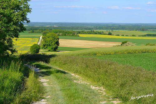 Plaine céréalière de l'Argonne