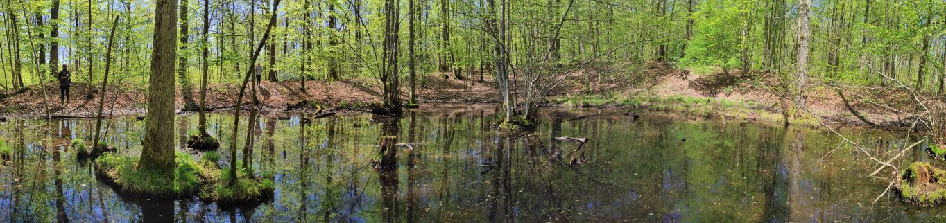 Dépression karstique remaniée dans la forêt de Verzy (photo: Julien Berthe)