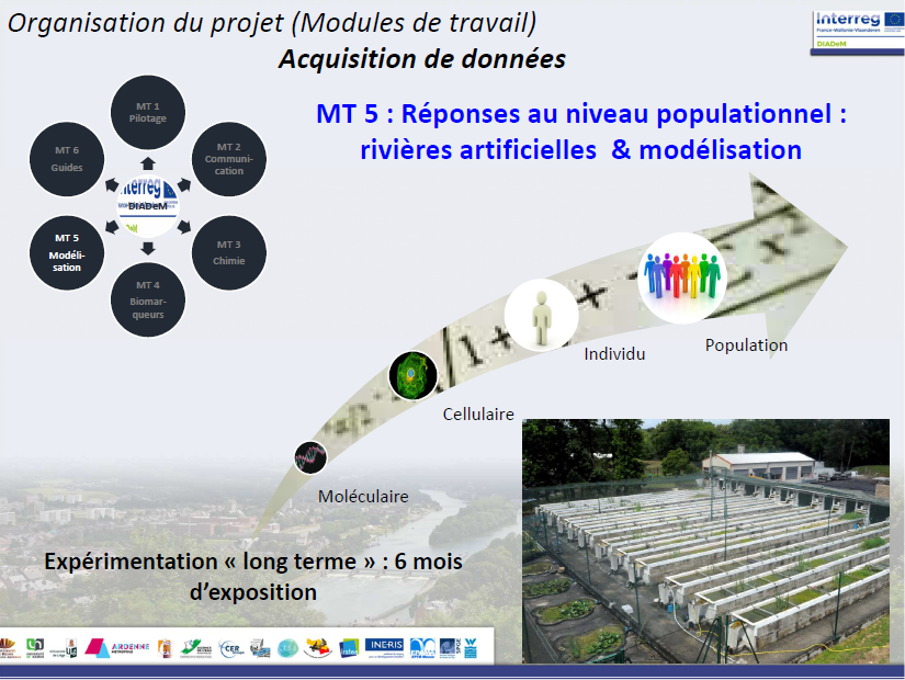 MT5 Modélisation