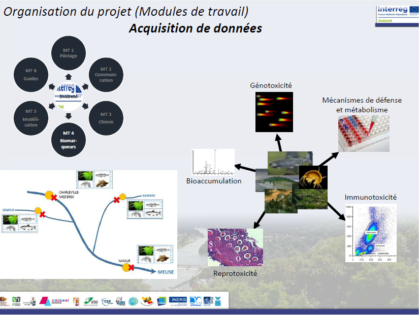 MT4 Biomarqueurs