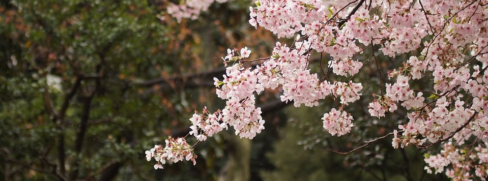 Branche de cerisier