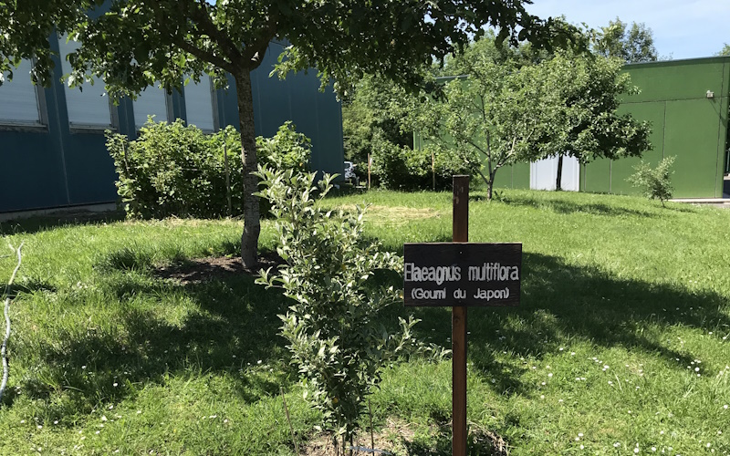 Le Jardin-Forêt du Collège d'Argonne