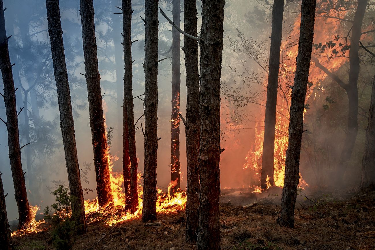 Bilan Carbone 2022 des feux de forêts