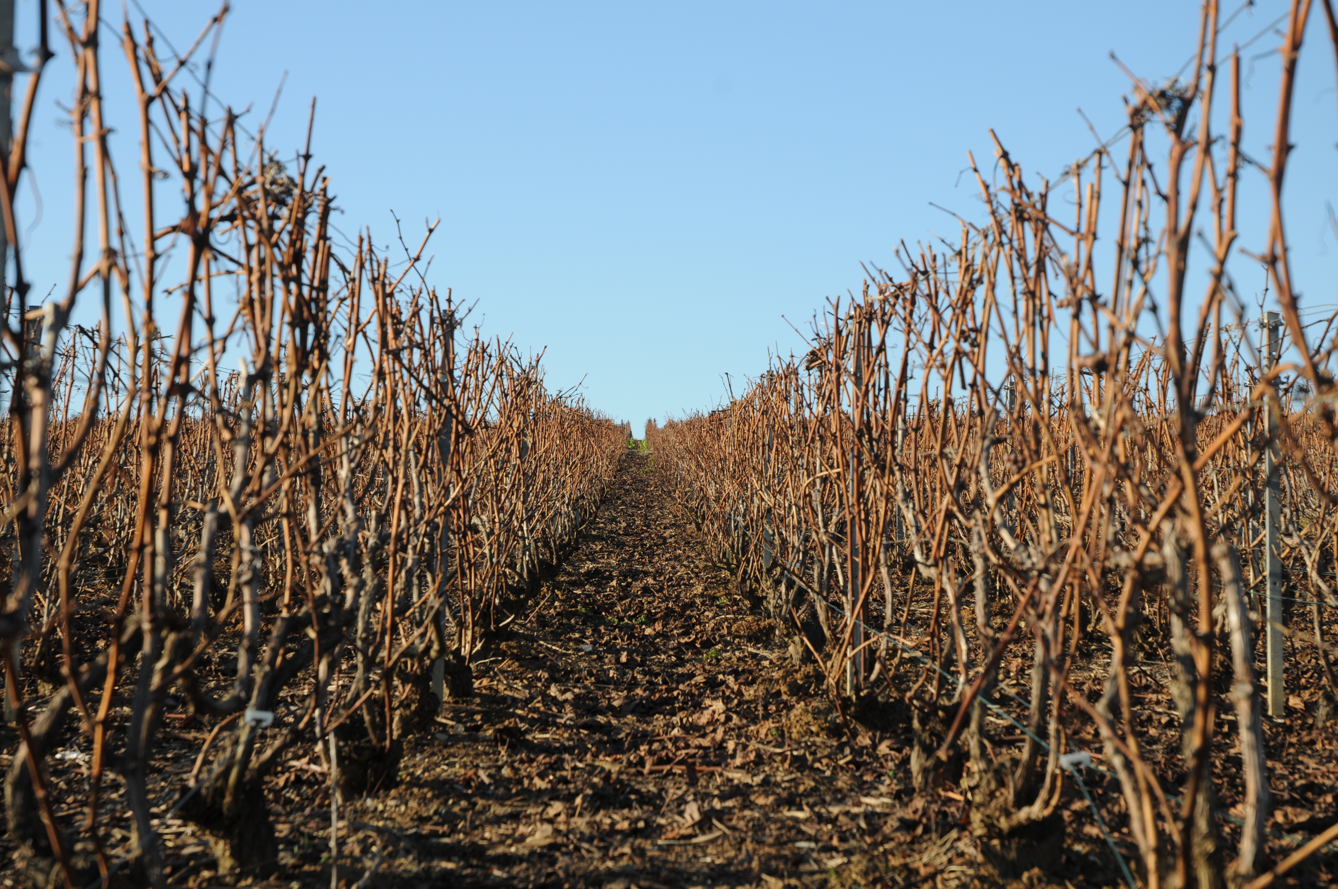 Cycle de la vigne 10