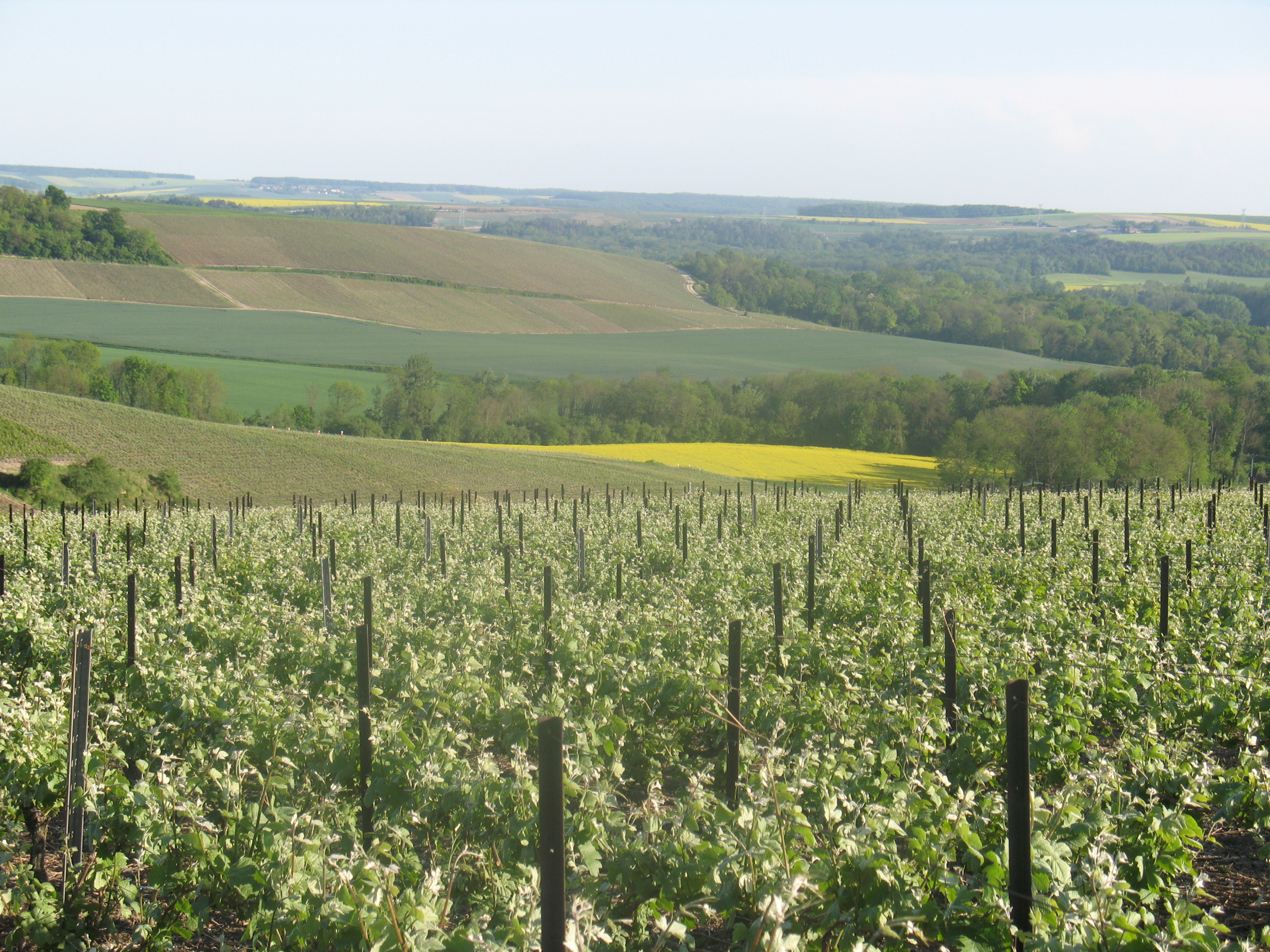 Cycle de la vigne 4