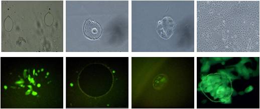 microdissection fluorescence