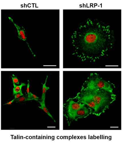 Focal adhesion labelling