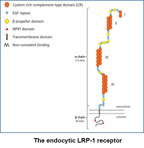 LRP-1 organization