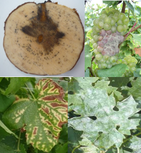 Fungal diseases symptoms in grapevine