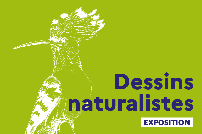 Visuel exposition dessins naturalistes
