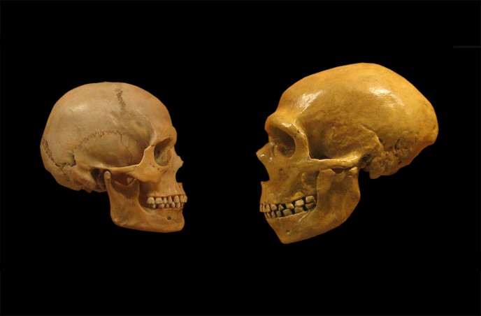 Crânes de « sapiens » (à gauche) et de Néandertalien (à droite)