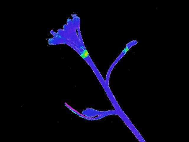 fleur (PNG, 26 Ko)