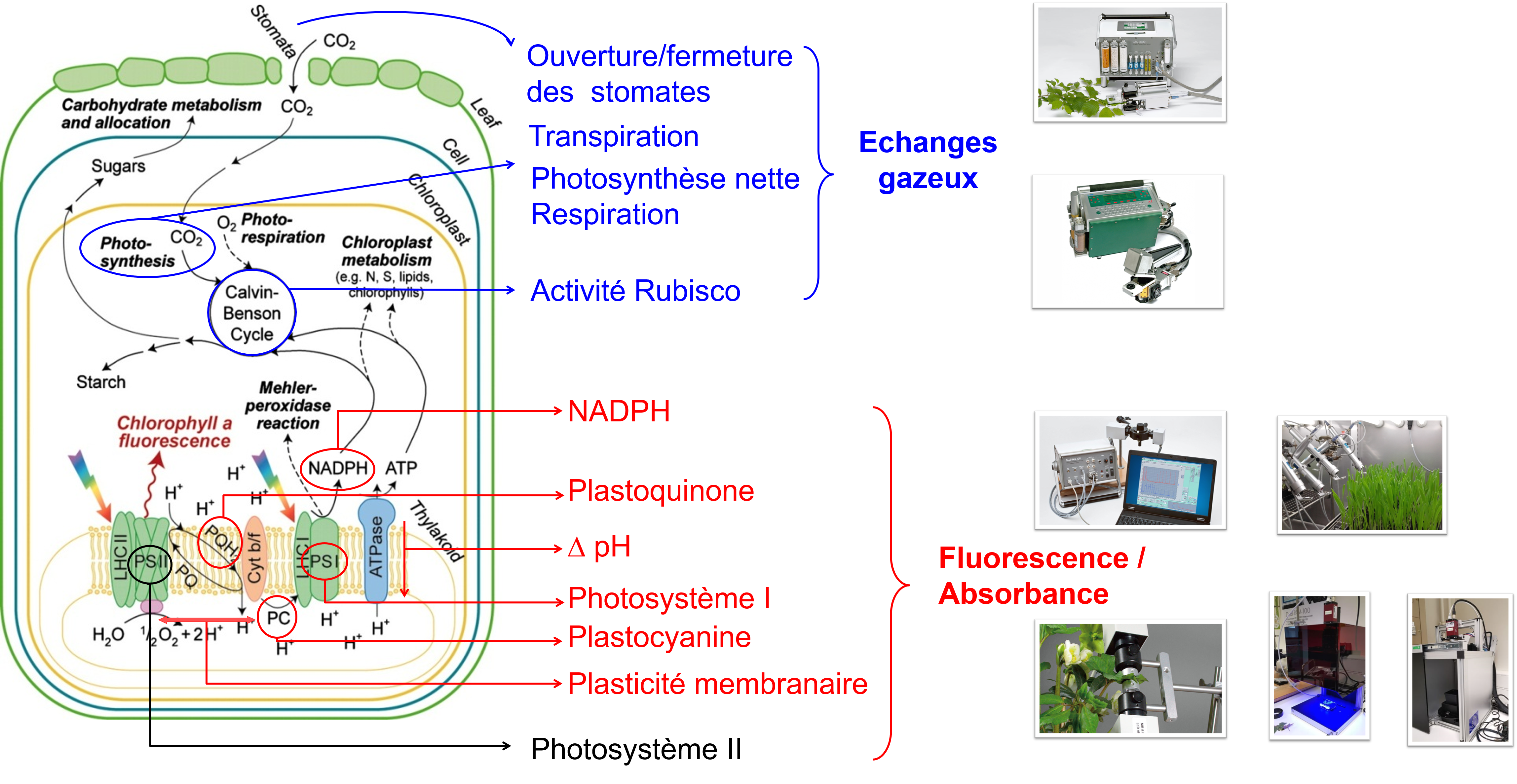 comment suivre la photosynthèse? (PNG, 90 Ko) comment suivre la photosynthèse? (PNG, 90 Ko)