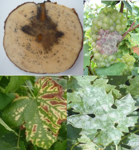 Divers symptomes de maladies fongiques chez la vigne