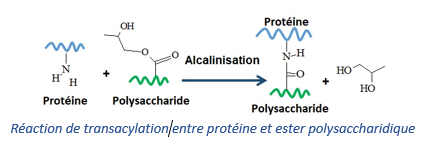 Réaction de transacylation 