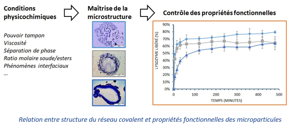 Relation entre structure du réseau covalent et propriétés fonctionnelles des mic