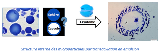 Structure interne des microparticules