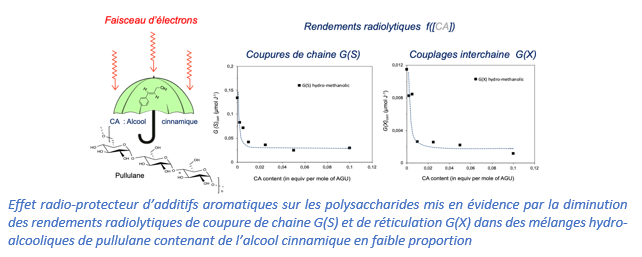 Effet radio-protecteur d’additifs aromatiques sur les polysaccharides 