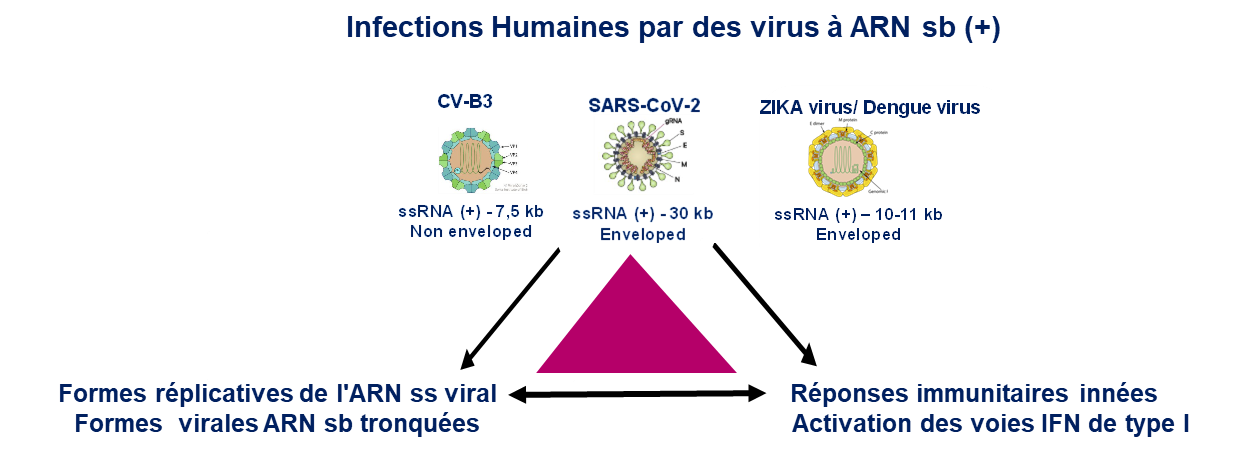 Stratégie scientifique globale de CardioVir (UMR-S 1320) 2024-2029 Stratégie scientifique globale de CardioVir (UMR-S 1320) 2024-2029
