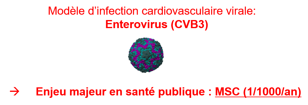 Thématiques de recherche : équipe CardioVir 2024-2029 Thématiques de recherche : équipe CardioVir 2024-2029