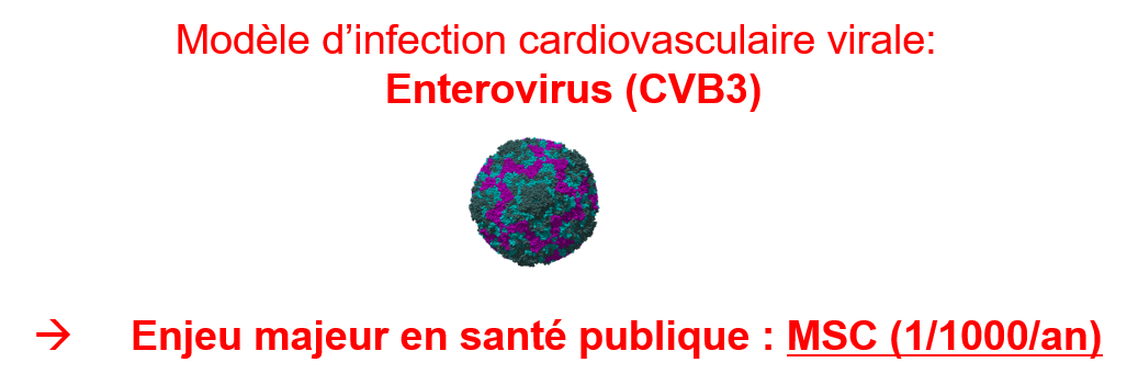 Thématiques de recherche : équipe CardioVir 2024-2029