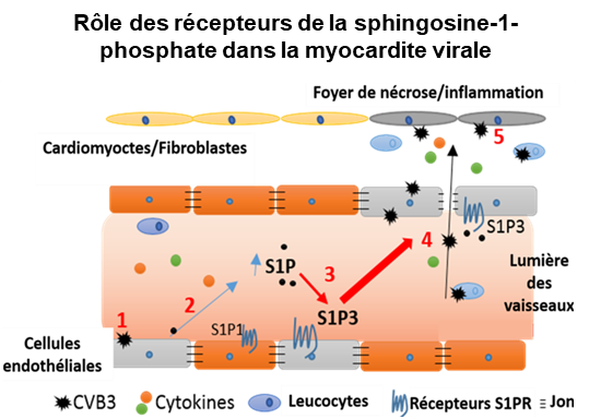 Rôle des récepteurs de la sphingosine-1-phosphate dans la myocardite virale