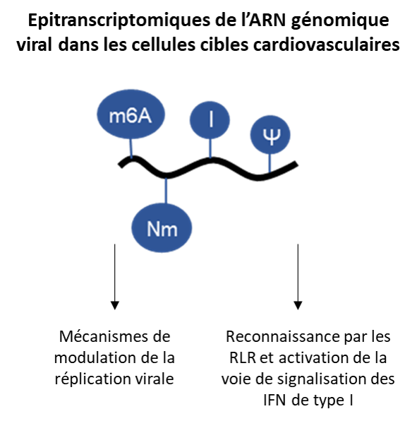 Epitranscriptomiques de l'ARNg viral dans les cellules cibles cardiovasculaires