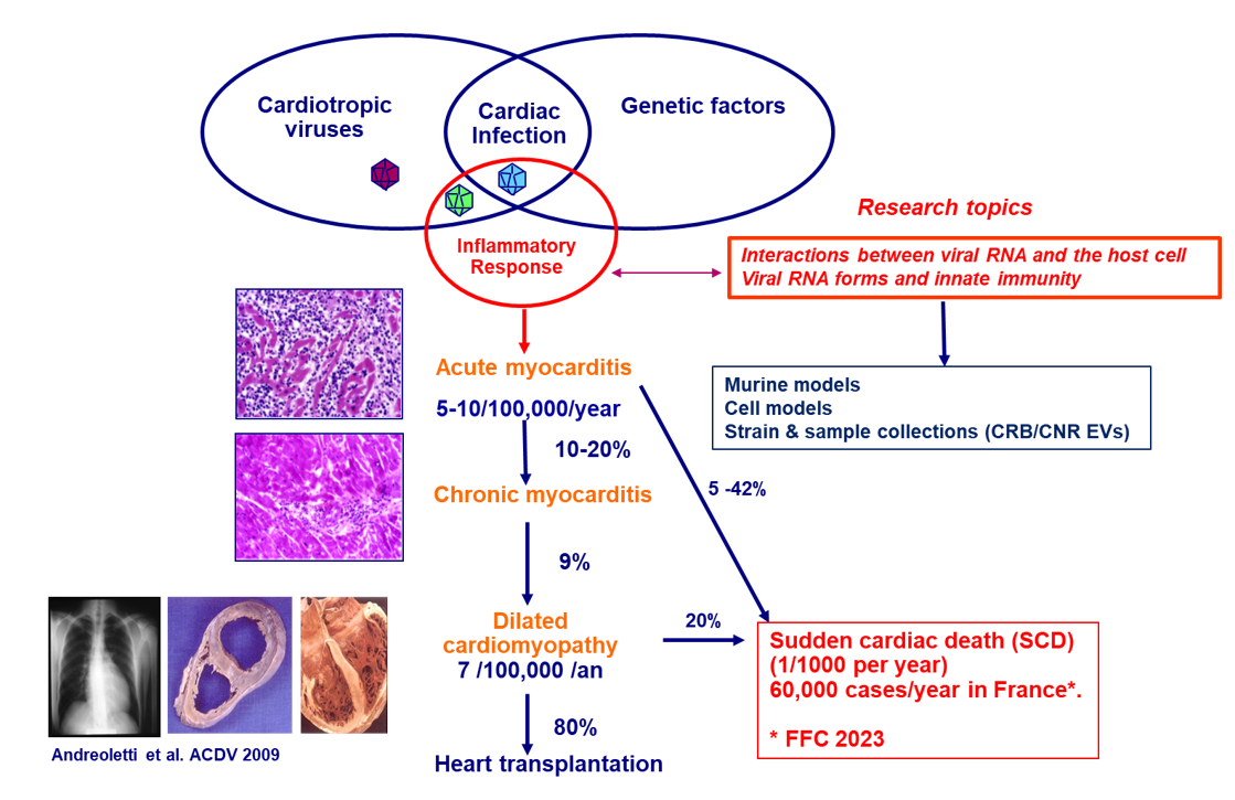 Schematic CardioVir