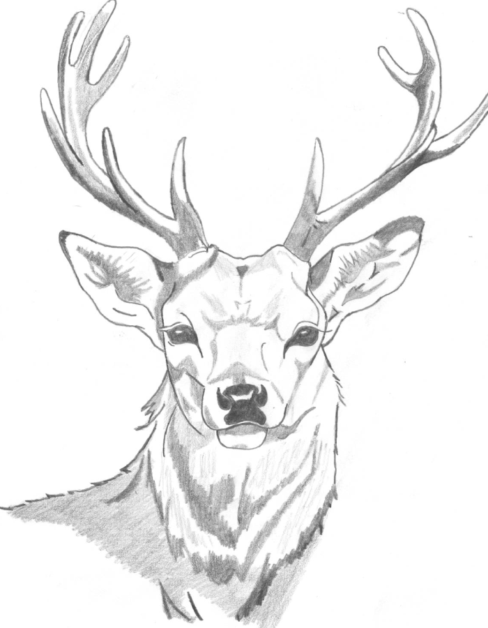 Dessin d'un cerf