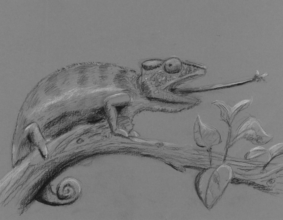 Dessin d'un caméléon gobant une mouche
